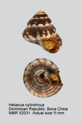 Heliacus cylindricus.jpg - Heliacus cylindricus(Gmelin,1791)